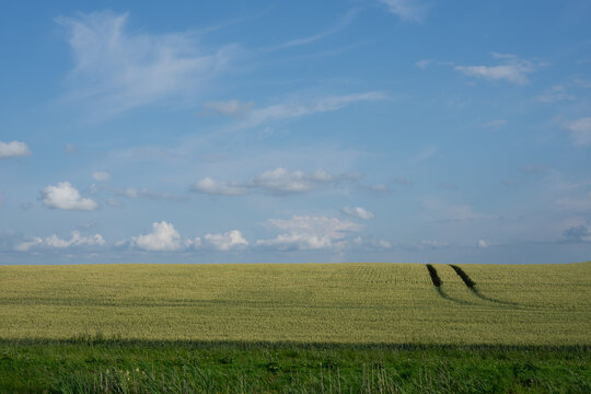 Tractor tracks through ripening wheat field under summer sky