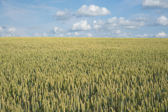 Ripening wheat field under blue sky with white clouds, summer agricultural landscape