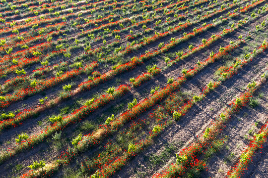 Aerial view of vineyard rows and wildflowers near Guadalajara