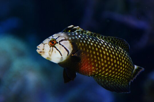 Lateral view of a Dragon wrasse (Novaculichthys taeniourus), also known as Rockmover wrasse or Reindeer wrasse