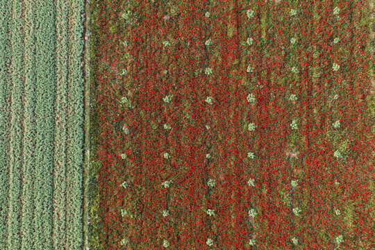 Aerial view of red flower field near Guadalajara, Spain