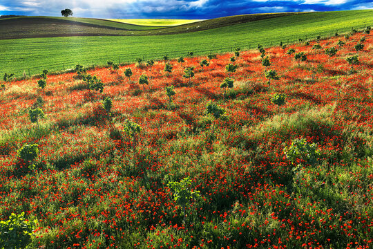 Spring wildflower meadow on rolling hills near Guadalajara