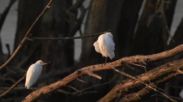 Two western cattle egret (Ardea ibis) standing on the branch of an old tree while one cattle egret is preening its feathers.
