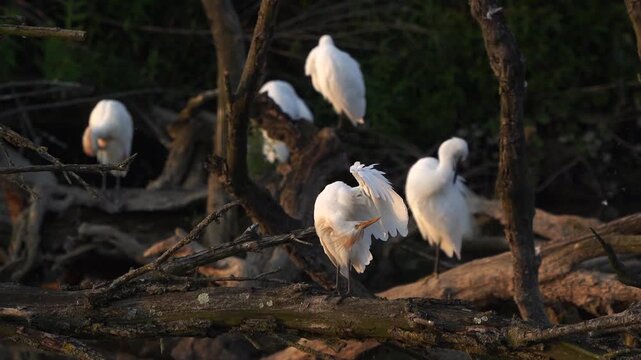 An adult western cattle egret (Ardea ibis) preening its feathers while standing in the evening light