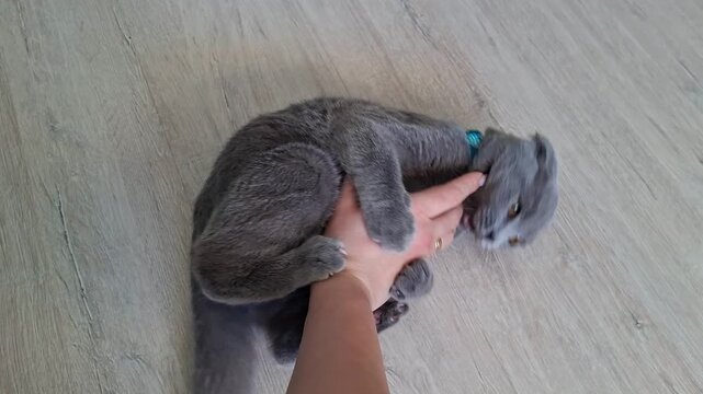 Playful scottish fold kitten biting and attacking hand