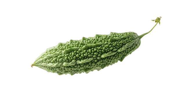 Fresh Green Bitter Gourd Vegetable Isolated on White Background Organic Bitter Melon for Healthy Asian Cuisine and Diet