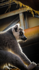 ring tailed lemur © Alexandre