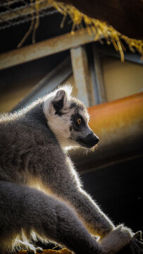 ring tailed lemur