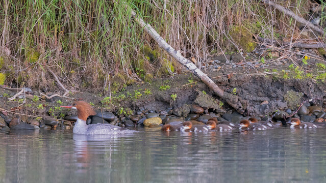 A common merganser with her chicks strung out behind her swimming on a river