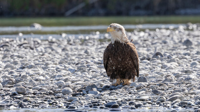A not fully mature bald eagle standing on a rocky gravel bar along the Kasilof River