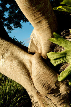 Unique tree trunk and leaf detail in sunlight