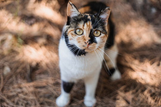 Curious stray cat with calico fur exploring outdoors
