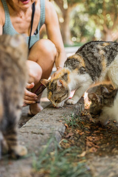 Woman feeding stray cats in a park setting