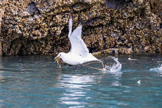 A black-legged kittiwake taking off from the water with nesting material