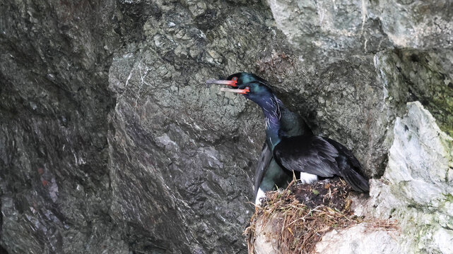 Two pelagic cormorants perched on a nest in a rocky alcove