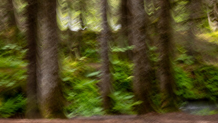 Fototapeta premium An ICM image of an old growth forest
