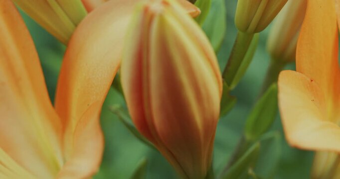 4K Lily Bud Macro Background Video. Beautiful Flower Close Up with Soft Bokeh in Natural Light.