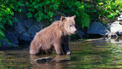 A brown bear cub standing in shallow water with its front feet on a rock © Linda