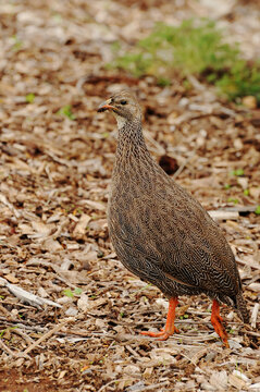 Cape spurfowl (Pternistis capensis) at Kirstenbosch National Botanical Garden in Cape Town, South Africa