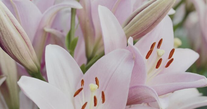 4K Pink White Lily Flower Macro Video. Blooming Flower Close Up with Soft Bokeh Background.