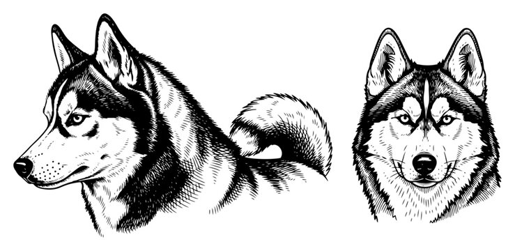 Siberian husky and alaskan malamute dog heads in vintage engraving style