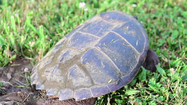 Snapping turtle authentic video, laying eggs away from water on green grass, say hand held video, soft focus, authentic movement