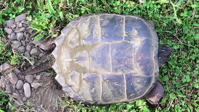 Snapping turtle authentic video, laying eggs away from water on green grass, say hand held video, soft focus, authentic movement