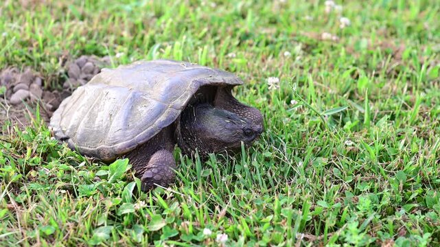 Snapping turtle authentic video, laying eggs away from water on green grass, say hand held video, soft focus, authentic movement
