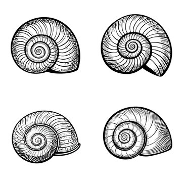 Set of detailed spiral snail shell illustrations in monochrome style