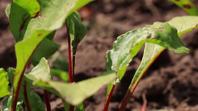Young beet seedlings emerge from soil.