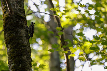 Fototapeta premium Pic à dos rayé, Picoides dorsalis, sur le tronc d'un arbre dans la fôret, Québec, Canada
