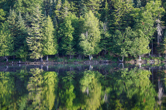 un lac dans la for&ecirc;t, Qu&eacute;bec, Canada
