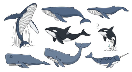 Cartoon whale vector illustration set isolated on white. © Putiagna