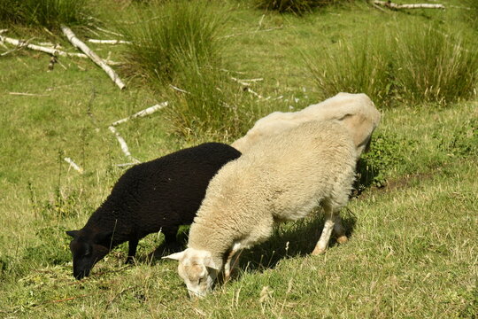 Moutons broutant de l'herbe dans l'une des p&acirc;tures &agrave; Lierre (Lier-Antwerpen)
