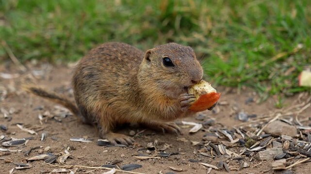 Slow Motion European Ground Squirrel Stealing Apple From Another, Cute Rodent Food Conflict and Interaction 