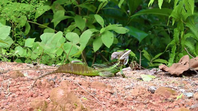 Green basilisk lizard with distinctive head crest and dorsal fin sits motionless on red rocky soil. Lush tropical foliage and ferns create vibrant jungle backdrop in natural habitat.