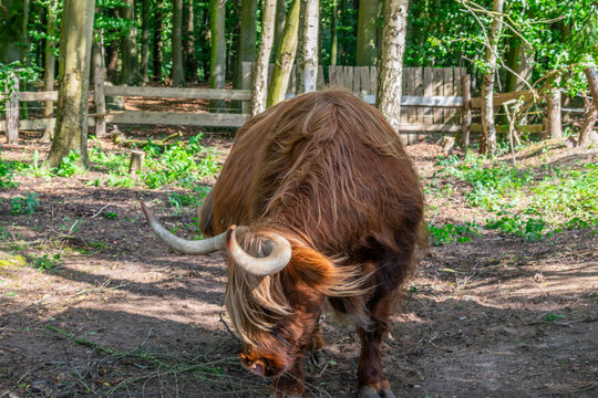 Highland cattle cow with long shaggy brown fur and curved horns grazing in a farm enclosure