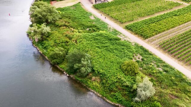 Detailreiche Drohnenaufnahme der historischen Klosterruine Stuben bei Bremm, umgeben von gr&uuml;nen Weinbergen mit Ausfl&uuml;glern und Fahrr&auml;dern auf dem Vorplatz.