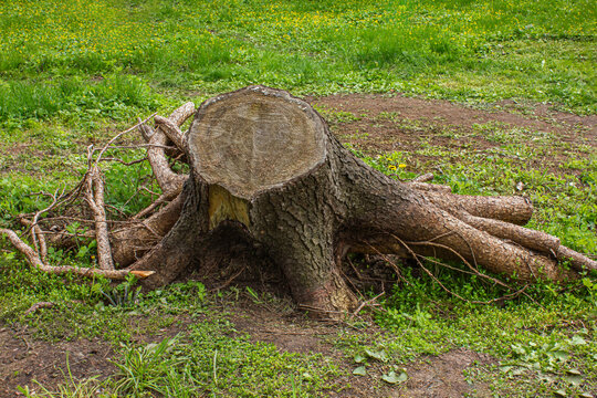 Freshly cut tree stump with exposed roots on a grassy field. Close-up of a felled tree showing annual growth rings, symbolizing deforestation, logging, environmental impact, forestry.