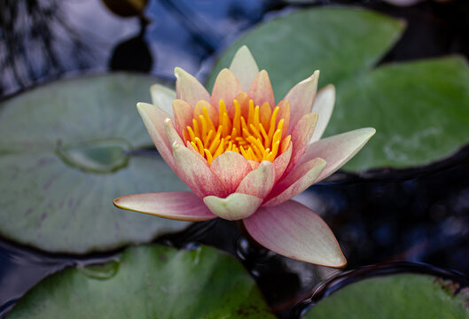 Beautiful pink water lily (Nymphaea) blooming on a tranquil pond surrounded by green lily pads. Close-up of an aquatic flower with yellow stamens, symbolizing peace, purity, serenity.