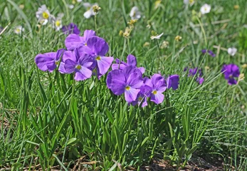 viola dallo sperone (Viola calcarata) © gabriffaldi