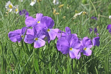 viola dallo sperone (Viola calcarata) © gabriffaldi
