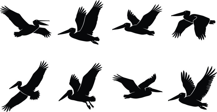 Collection of black silhouettes of pelicans in various flight poses, isolated on a white background