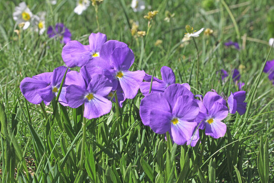 viola dallo sperone (Viola calcarata)