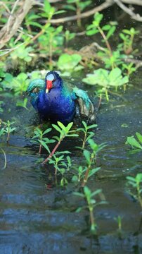 Gorgeous Purple Gallinule Bath Time in Slow Motion Relaxing Ecotherapy Nature Bathing 