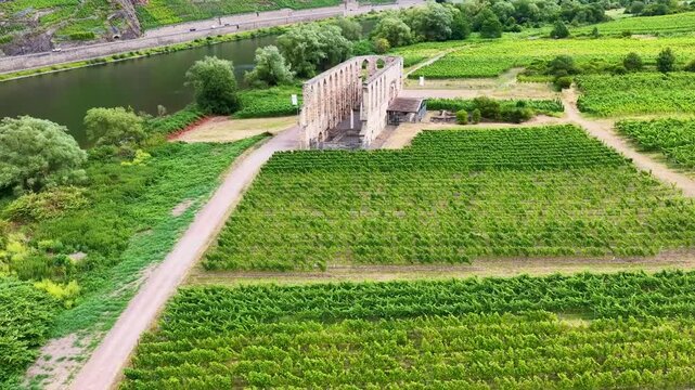 Detailreiche Drohnenaufnahme der historischen Klosterruine Stuben bei Bremm, umgeben von gr&uuml;nen Weinbergen mit Ausfl&uuml;glern und Fahrr&auml;dern auf dem Vorplatz.