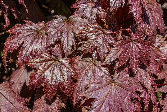 Close-up of vibrant red maple leaves forming a natural foliage background. Rich burgundy and crimson tones highlight the beauty of autumn nature, image ideal for seasonal designs, fall backgrounds.
