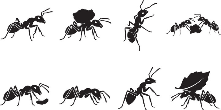 Black ants, ant silhouettes, insect icons, vector graphics, animal illustrations isolated on Transparent Background