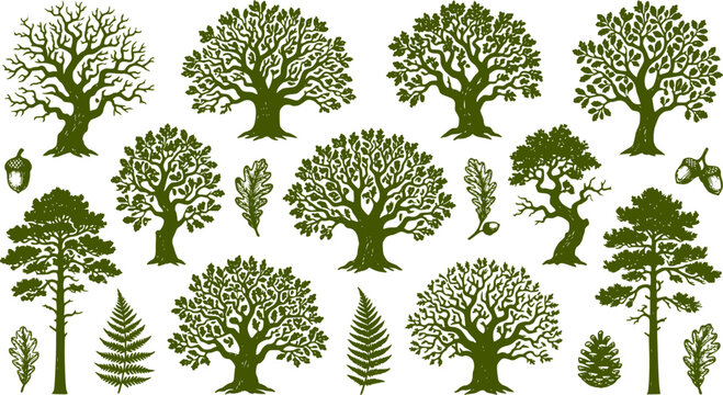 Tree silhouettes vector collection. Highly detailed realistic shapes of oak, pine, and bonsai trees with intricate branches and leaves, botanical nature elements isolated on white background.