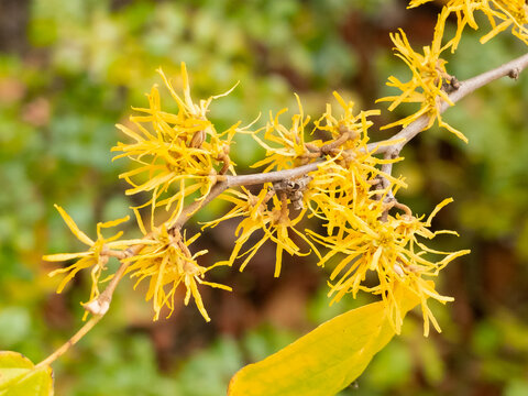 Virginische Zaubernuss, Hamamelis virginiana, Herbstbl&uuml;hende Zaubernuss, Witch Hazel, Heilpflanze